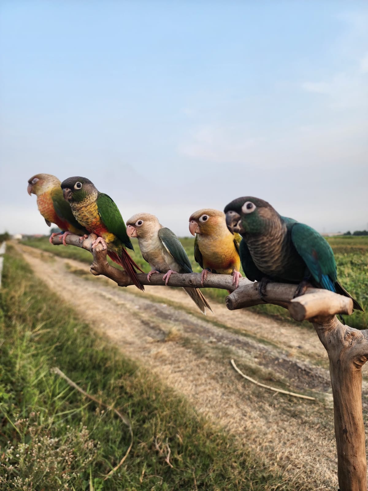 Layanan Penjualan SandR Bird Camp